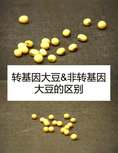 欧盟委员会正式批准大北农转基因大豆DBN9004进入欧盟市场！