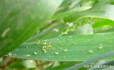 全国农技中心印发小麦″一喷三防″ 指导意见，应对赤霉病、条锈病和蚜虫等